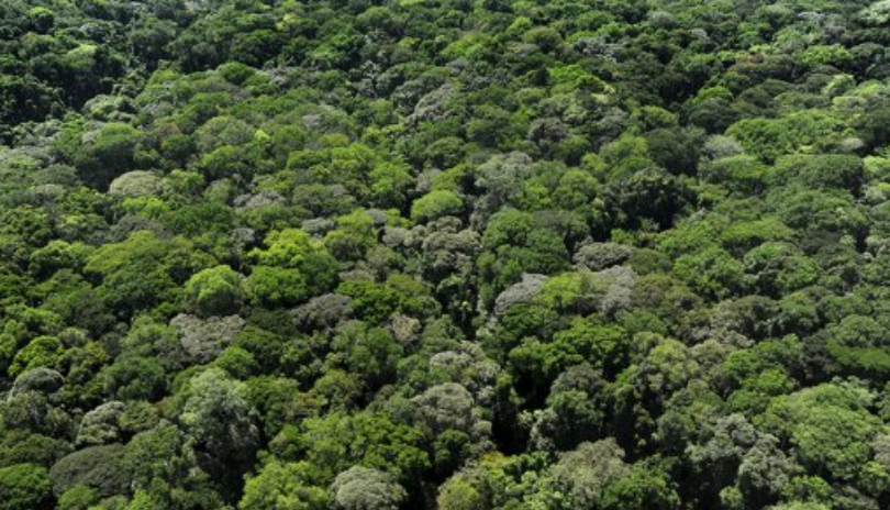 DRC to crackdown on illegal foresting, after taking a tough stance on mining