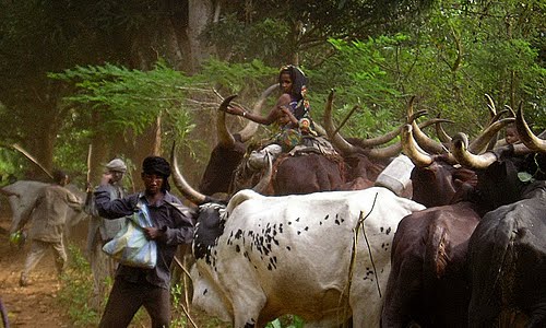 Comment gérer les flux migratoires des réfugiés climatiques en RDC ?